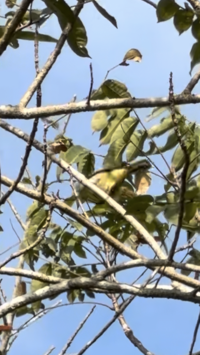 Yellow-bellied Prinia - ML646845658