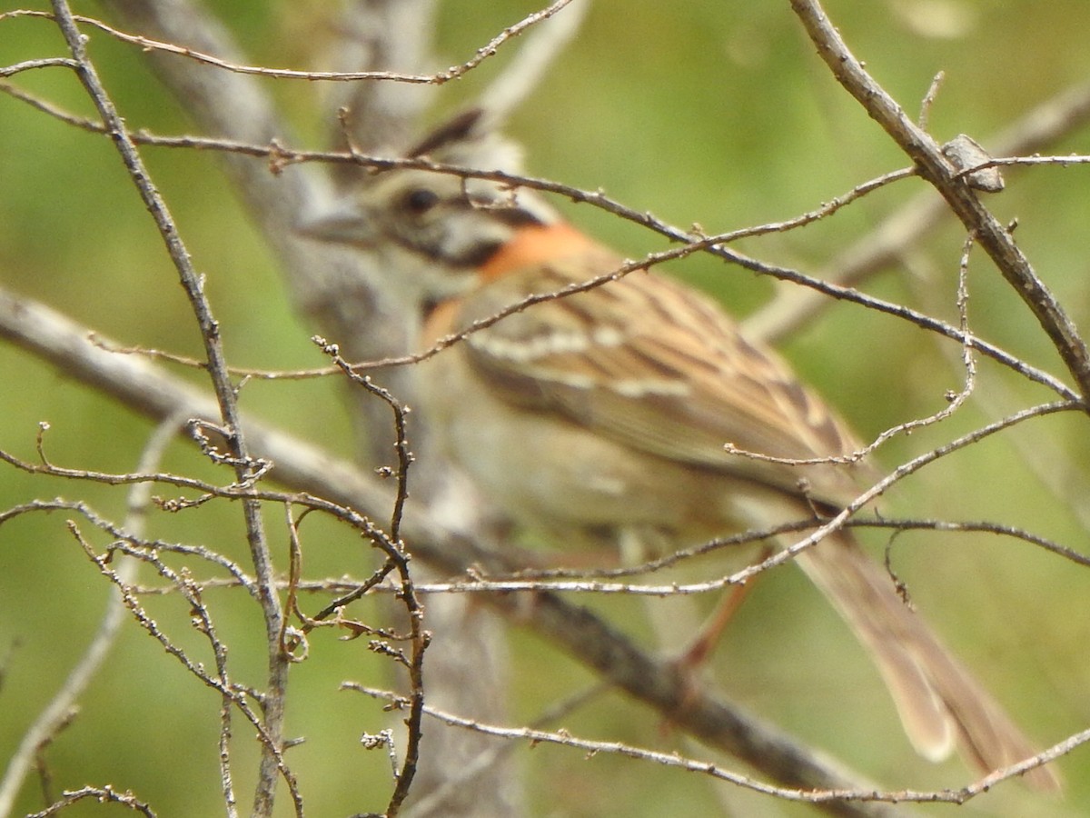 Rufous-collared Sparrow - ML646845659