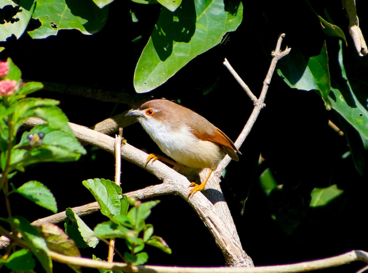 Yellow-eyed Babbler - ML646845660