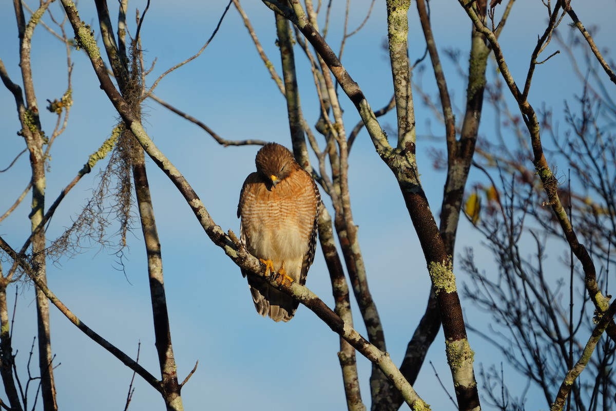 rødvingevåk - ML646845665