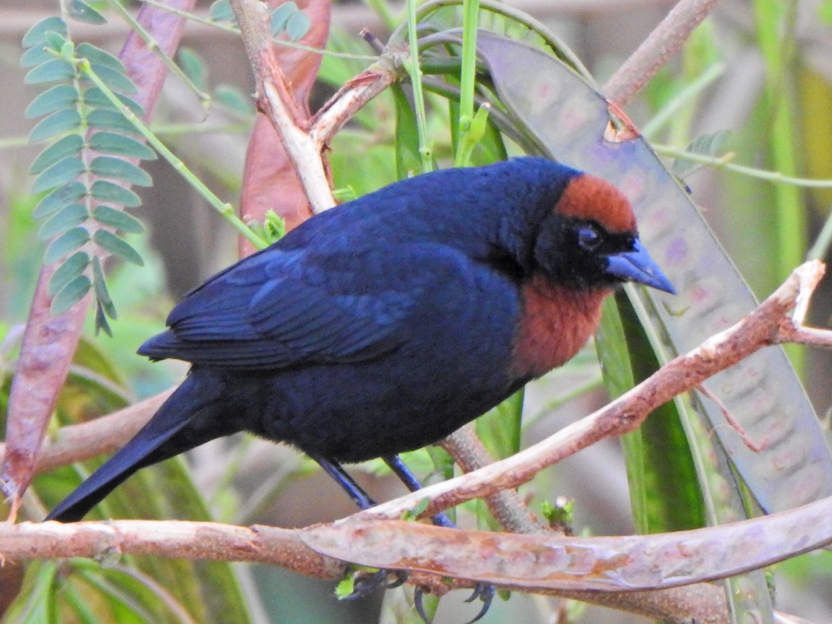 Chestnut-capped Blackbird - ML646845666