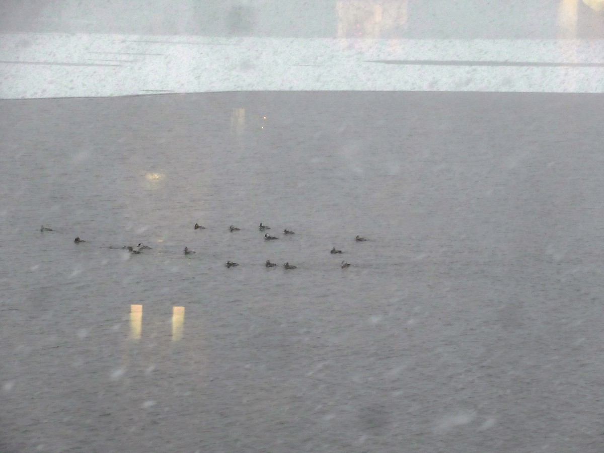 Zerra buruhandia - ML646845668