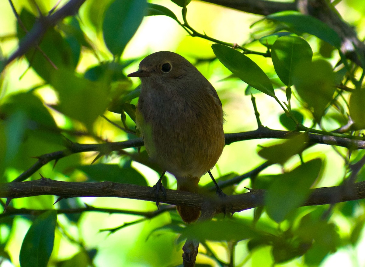 Black Redstart - ML646845669