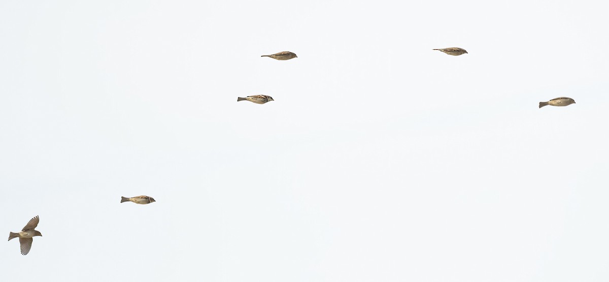 Spanish Sparrow - ML646845672