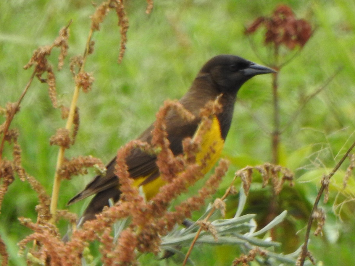 Yellow-rumped Marshbird - ML646845673
