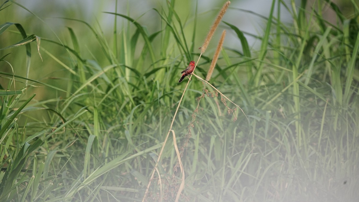 tigerastrild - ML646845675