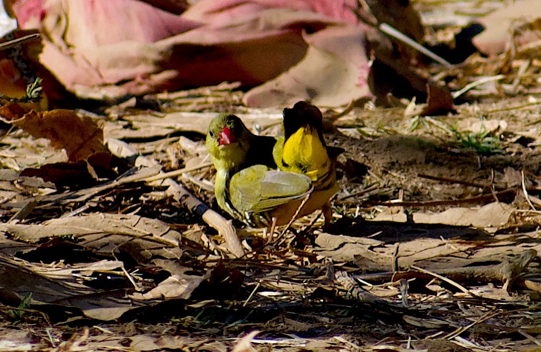 Green Avadavat - ML646845676