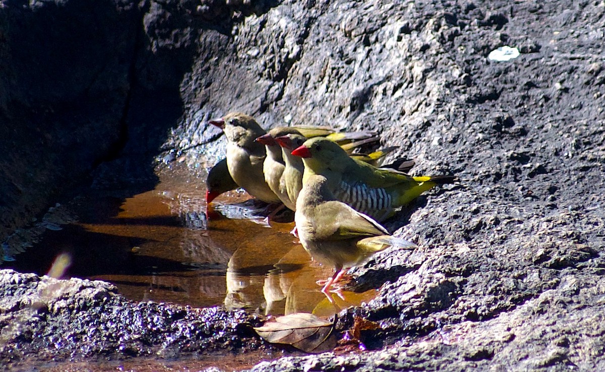 Green Avadavat - ML646845677