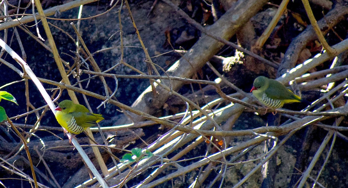 Green Avadavat - ML646845678