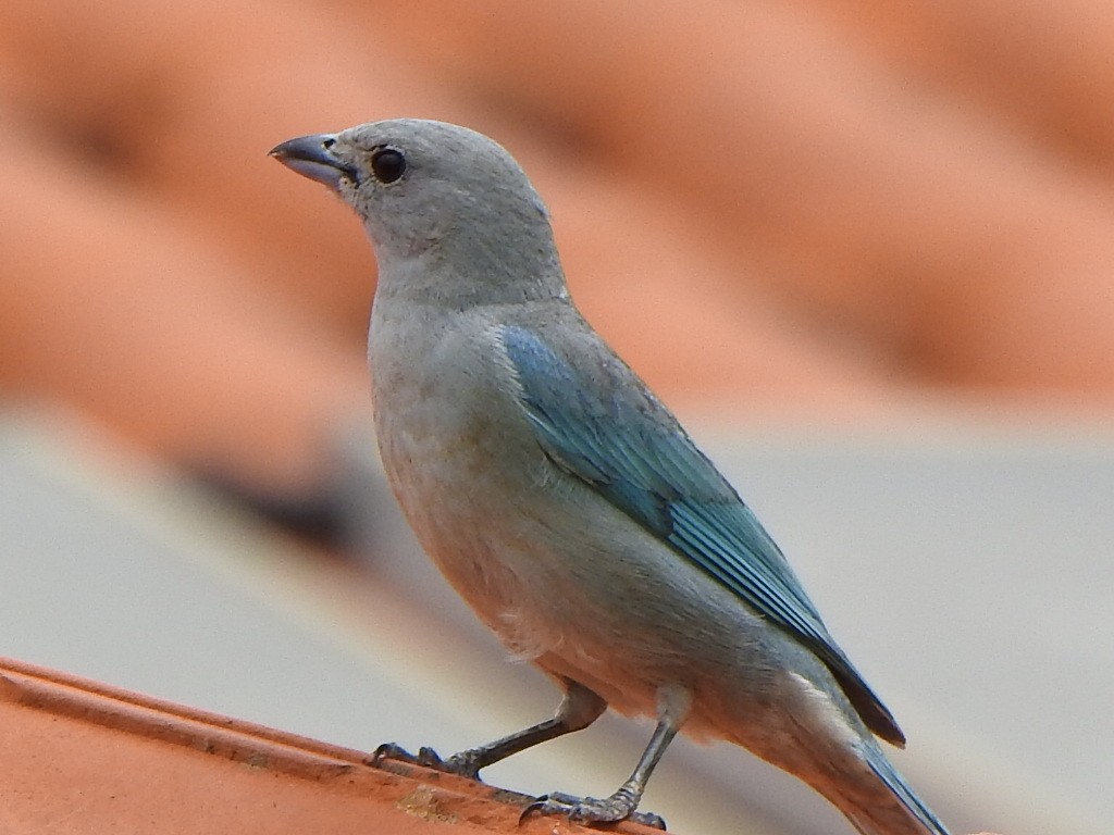 Azure-shouldered Tanager - ML646845679