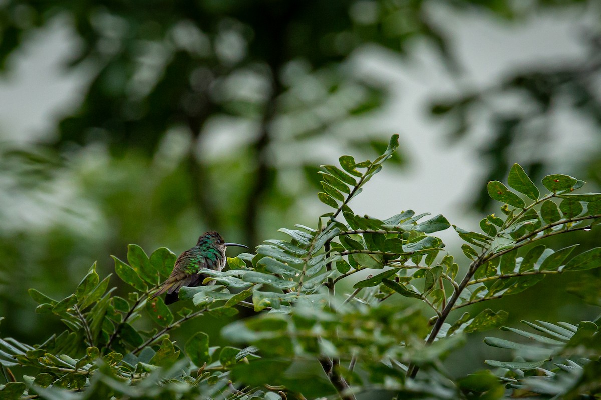 Golden-tailed Sapphire - ML646845680