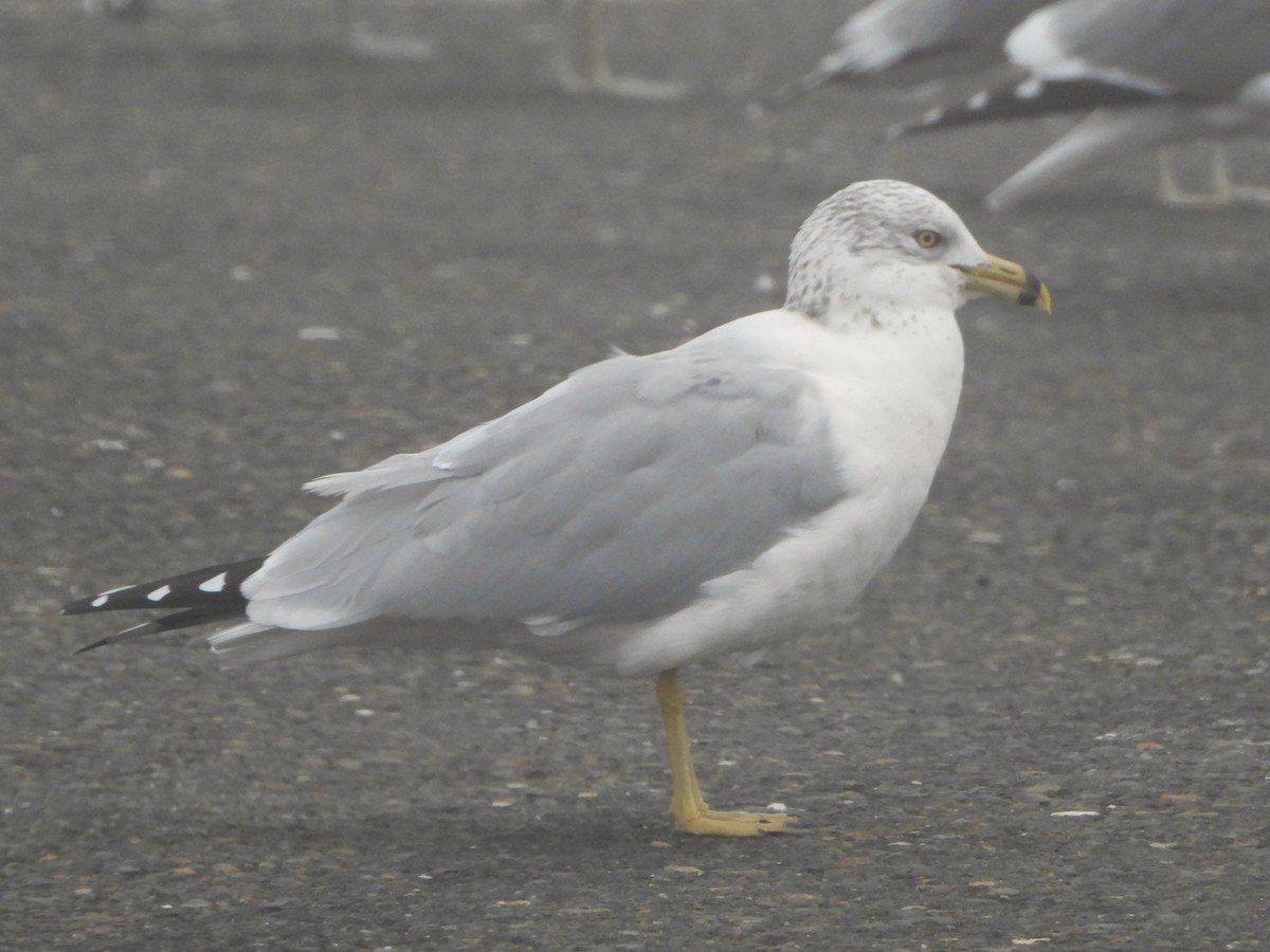 Ring-billed Gull - ML646845681