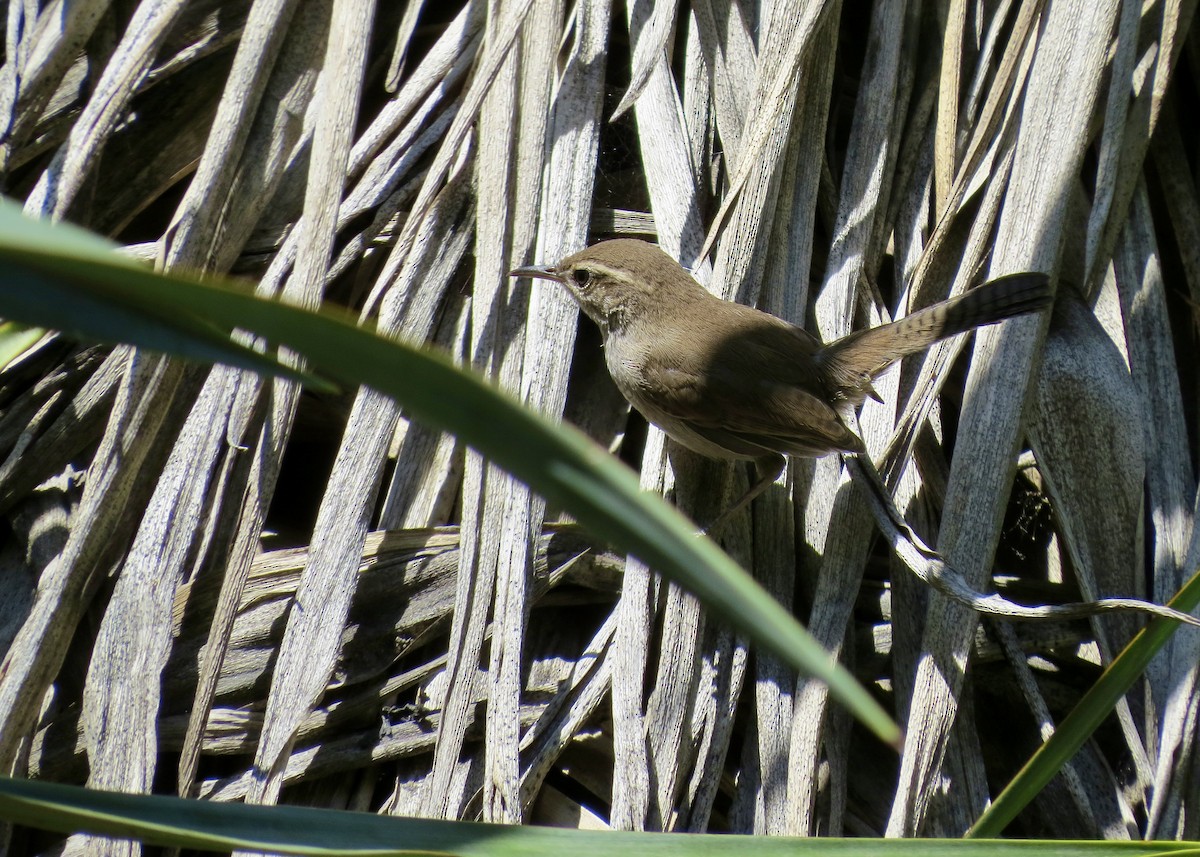 Buschzaunkönig - ML646845685