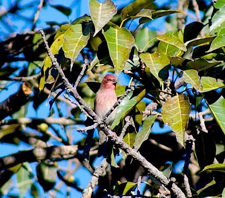 Common Rosefinch - ML646845686