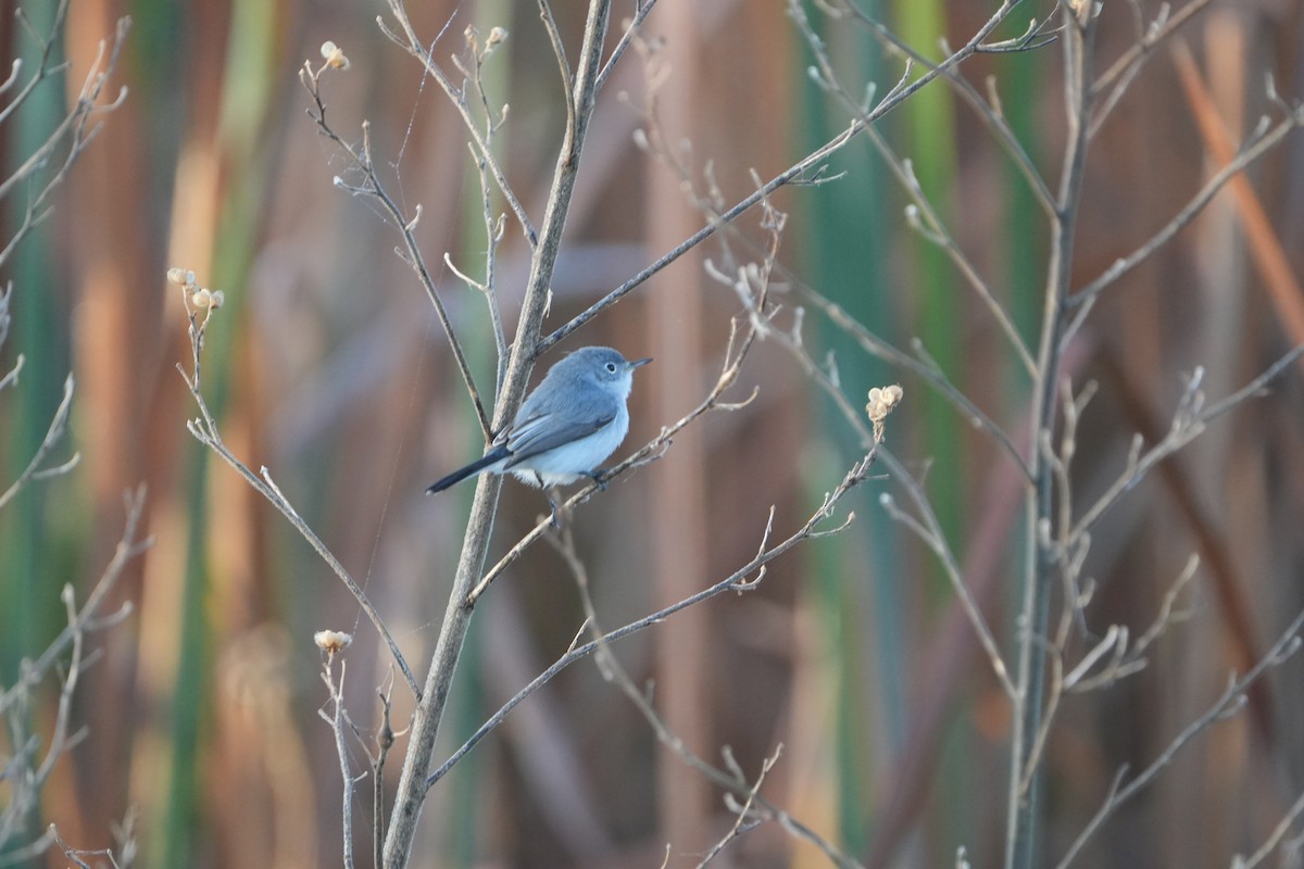 Blue-gray Gnatcatcher - ML646845691