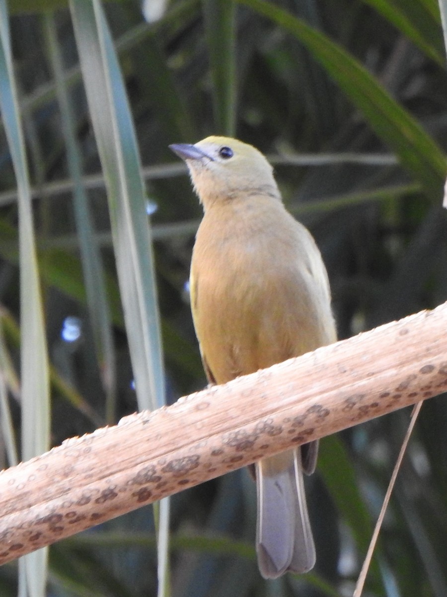 Palm Tanager - ML646845692