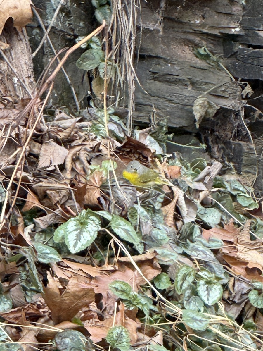 Nashville Warbler - ML646845693