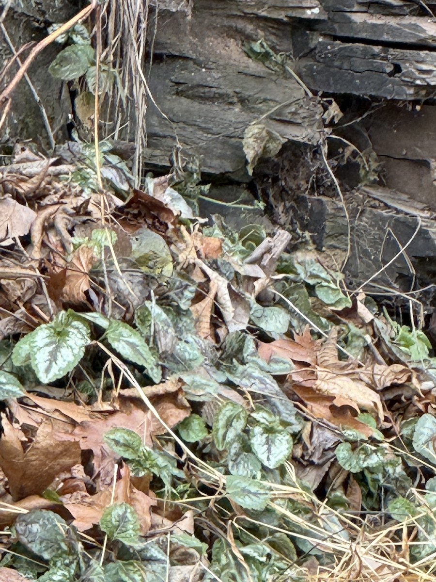 Nashville Warbler - ML646845694