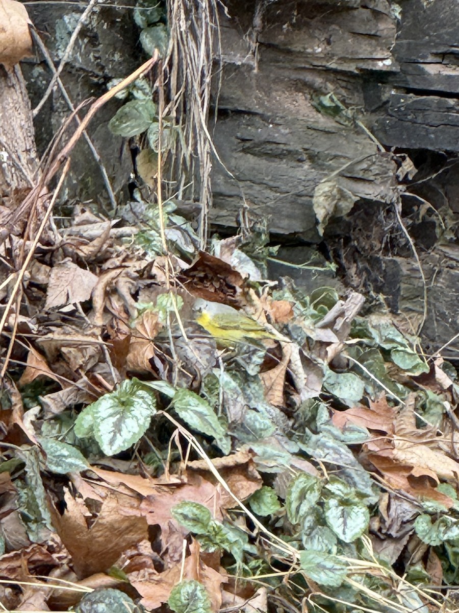 Nashville Warbler - ML646845695