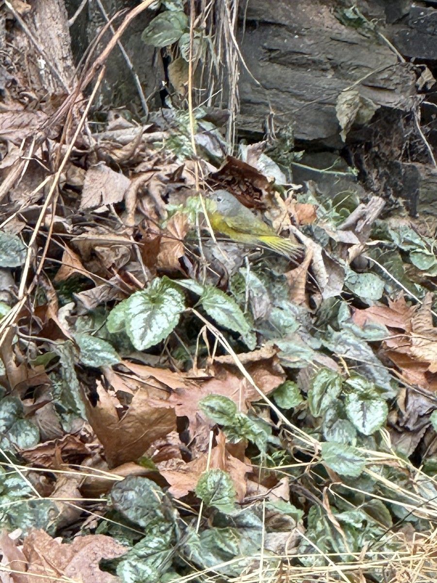 Nashville Warbler - ML646845696