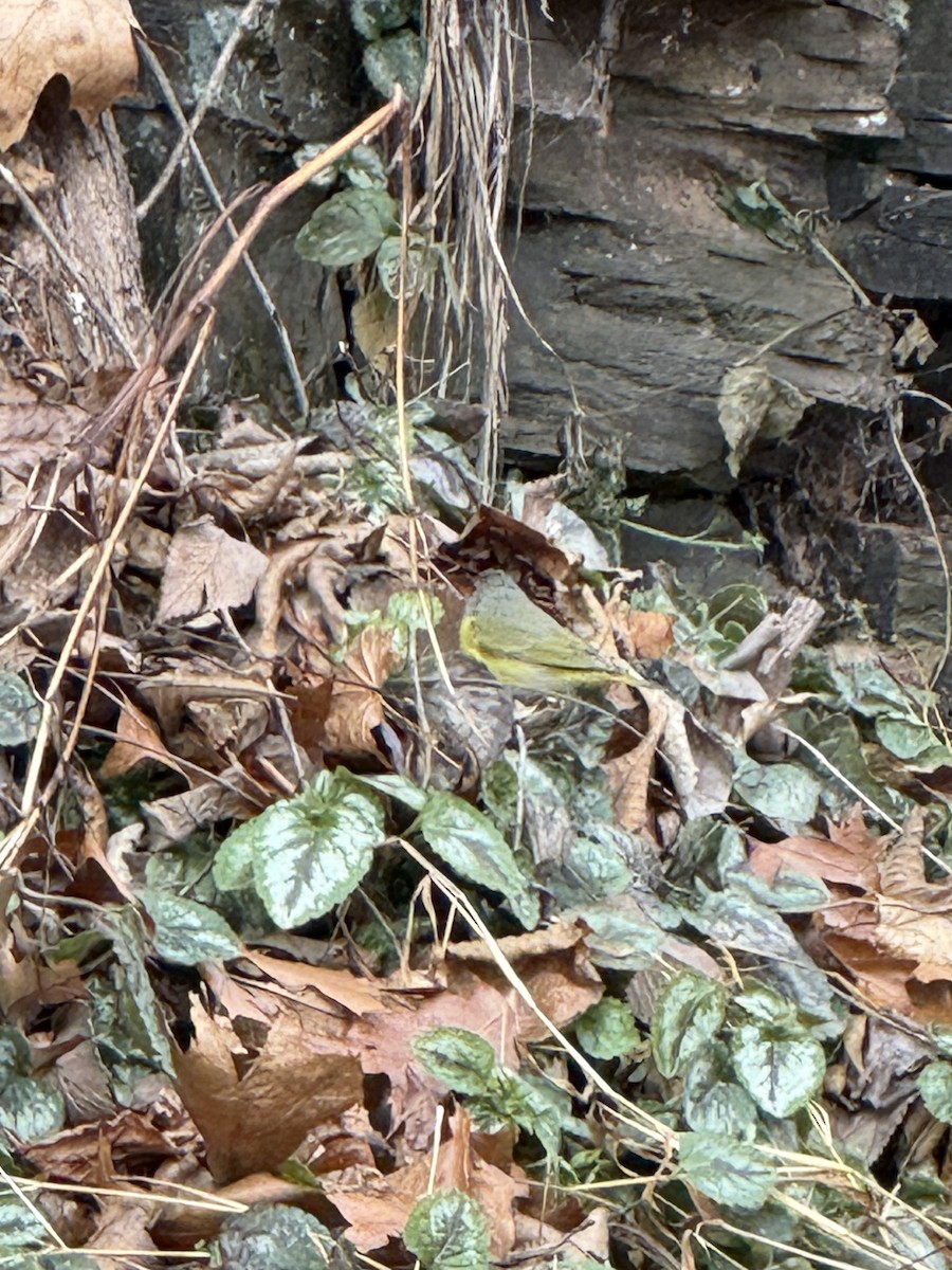 Nashville Warbler - ML646845697