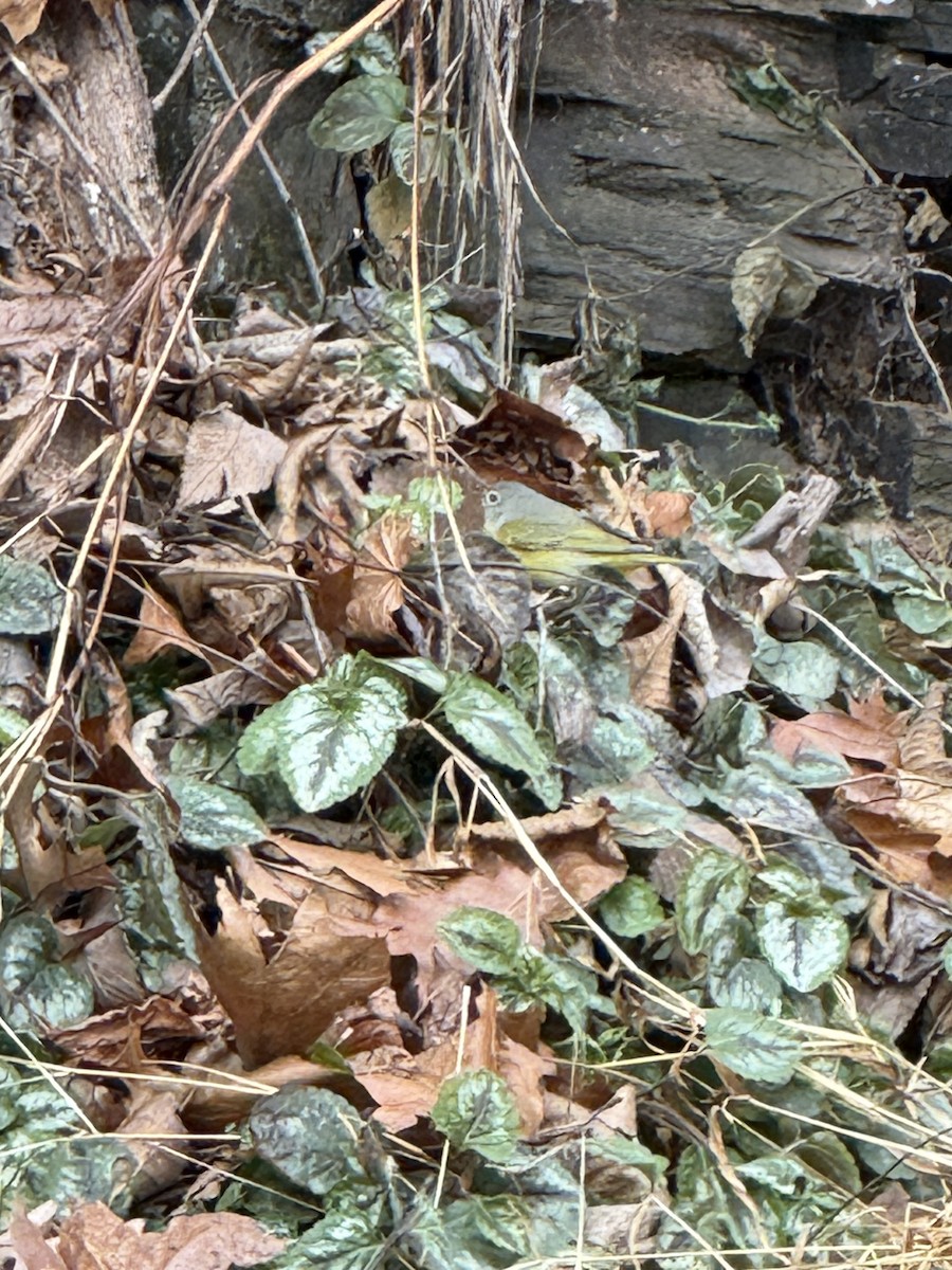 Nashville Warbler - ML646845698