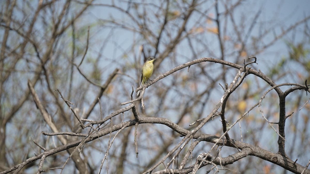 Western Yellow Wagtail - ML646845699