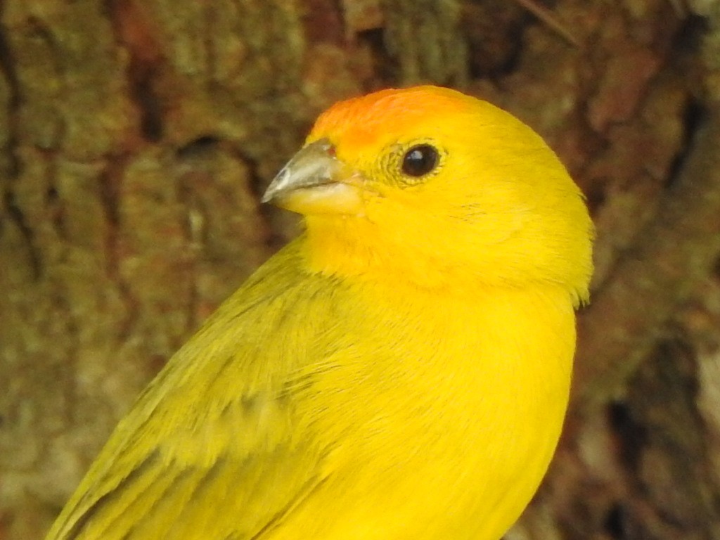 Saffron Finch - ML646845702