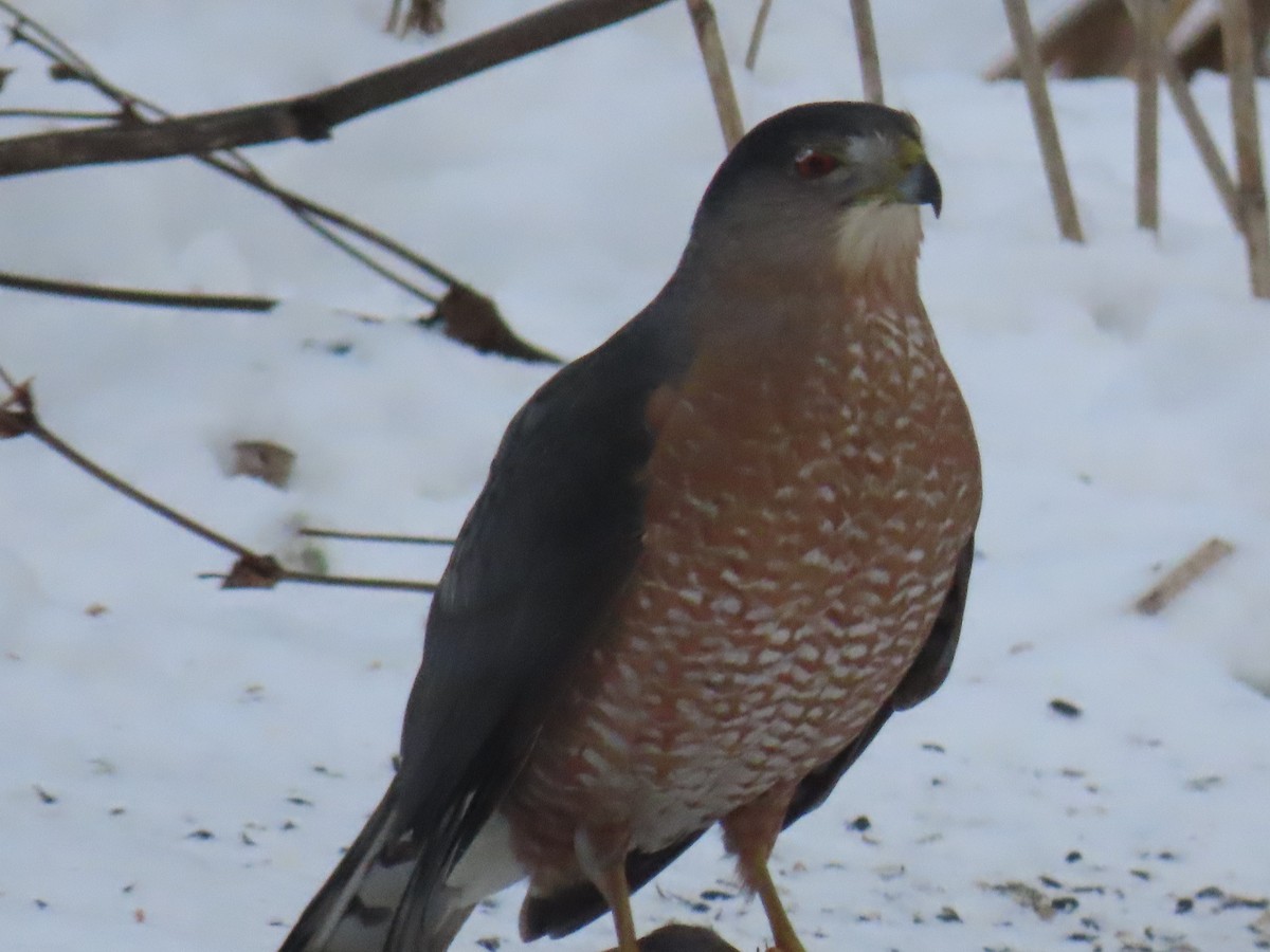 Cooper's Hawk - ML646845704