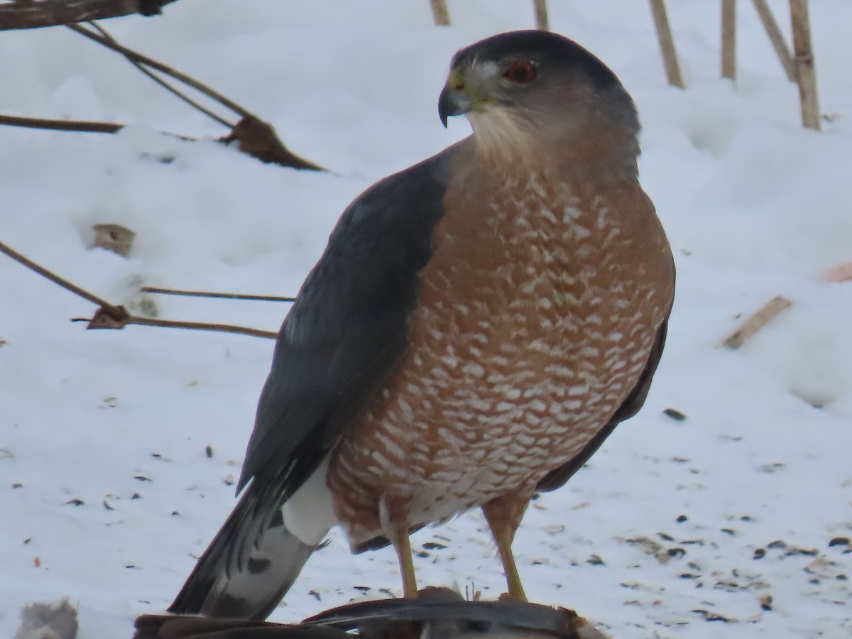 Cooper's Hawk - ML646845705
