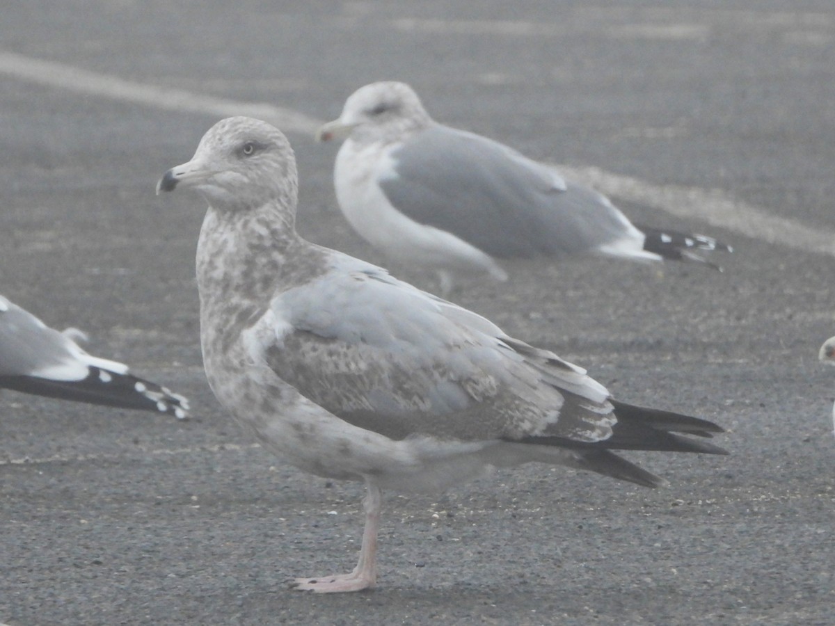 American Herring Gull - ML646845706