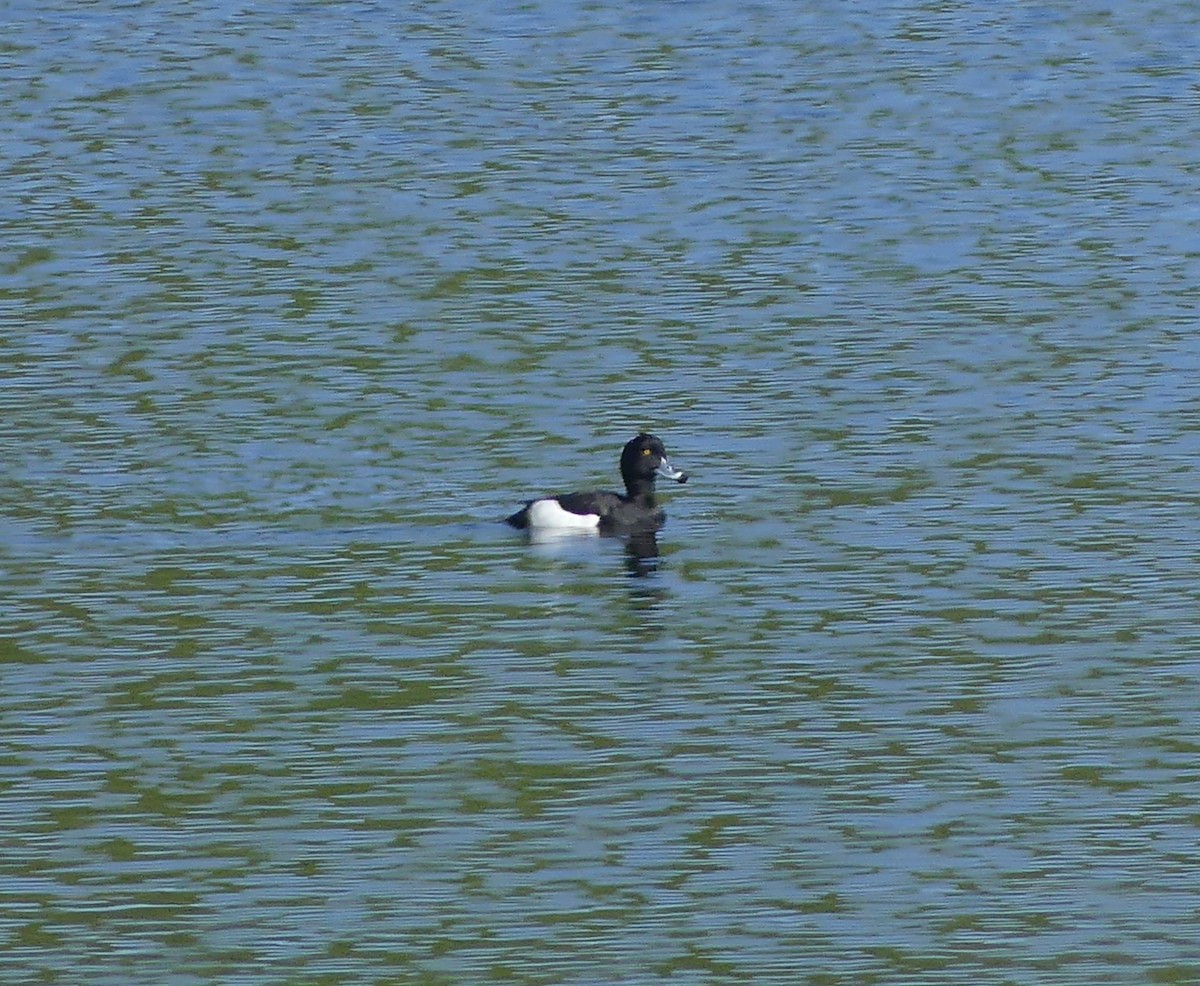 Tufted Duck - ML646845707