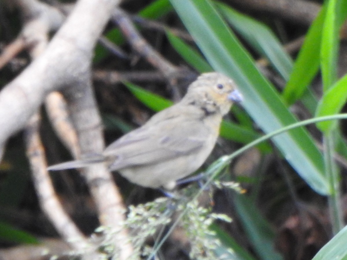 Double-collared Seedeater - ML646845711