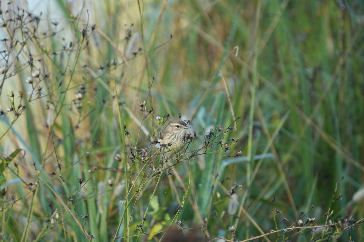 myrparula - ML646845715