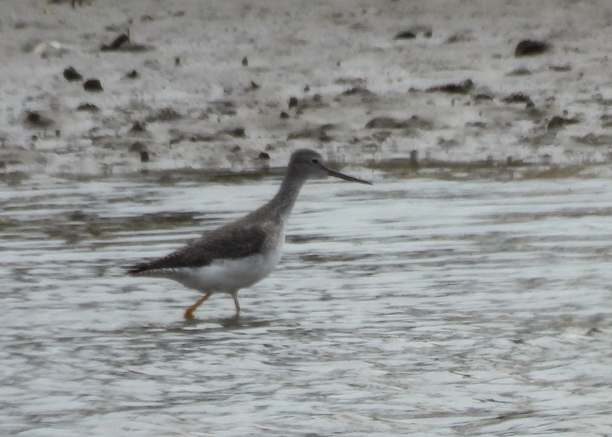 Пёстрый улит - ML646845725