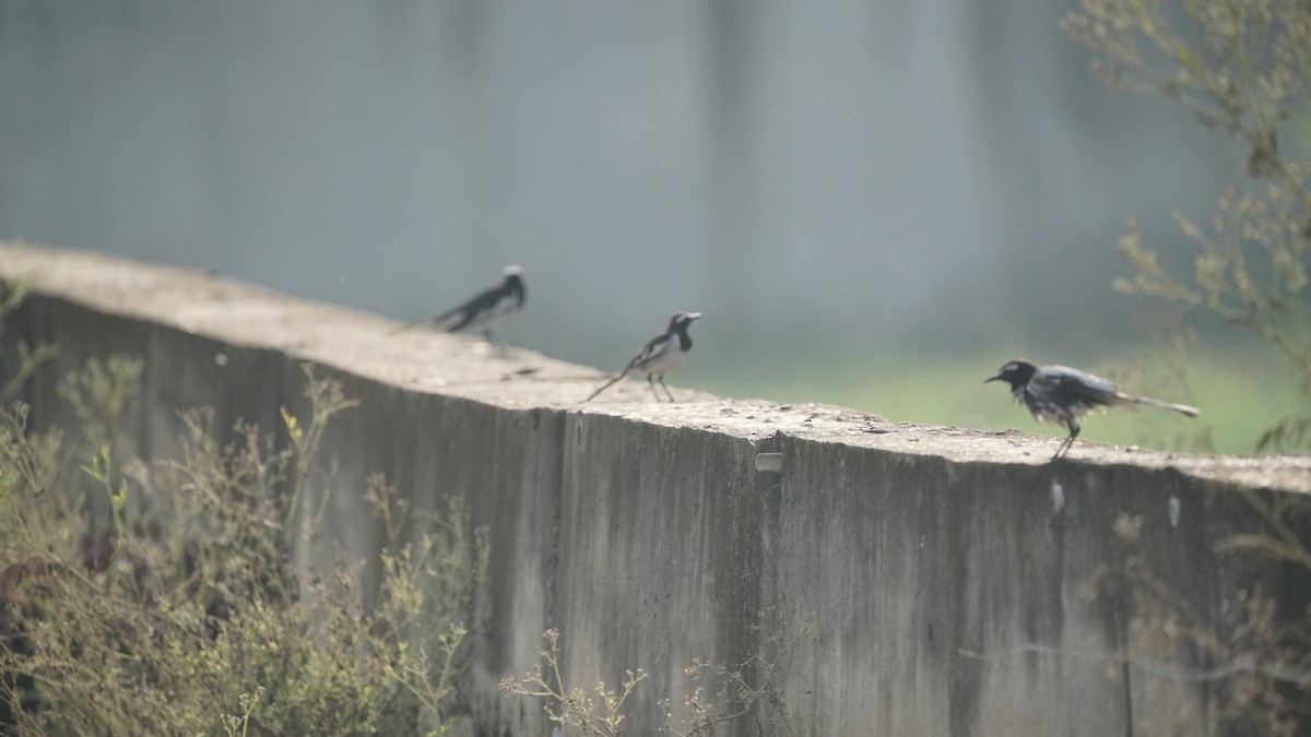 konipas indický - ML646845727