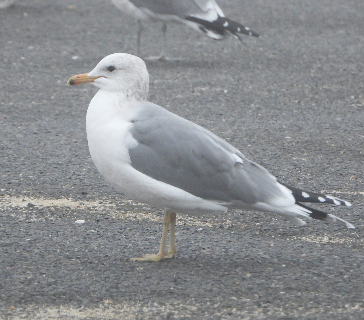 California Gull - ML646845728