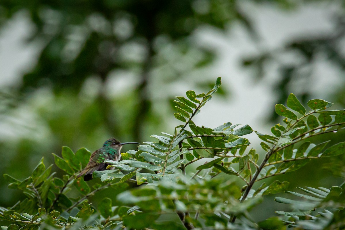 Golden-tailed Sapphire - ML646845730