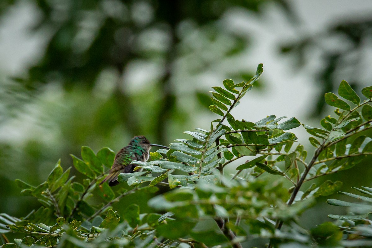 Golden-tailed Sapphire - ML646845731