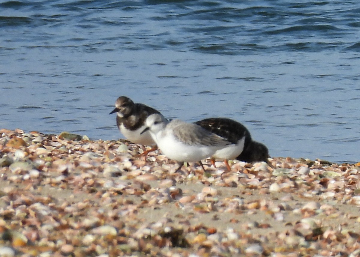 Камнешарка - ML646845732