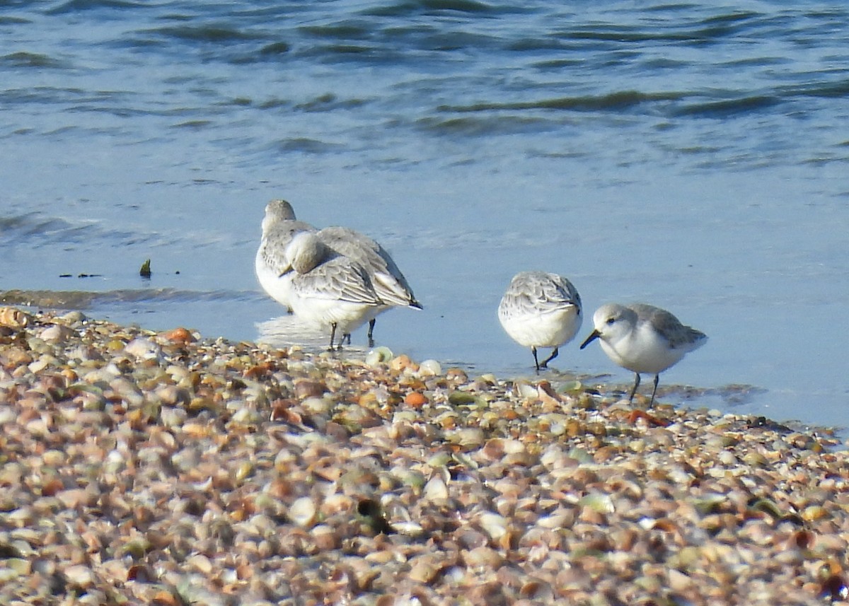 Sanderling - ML646845736