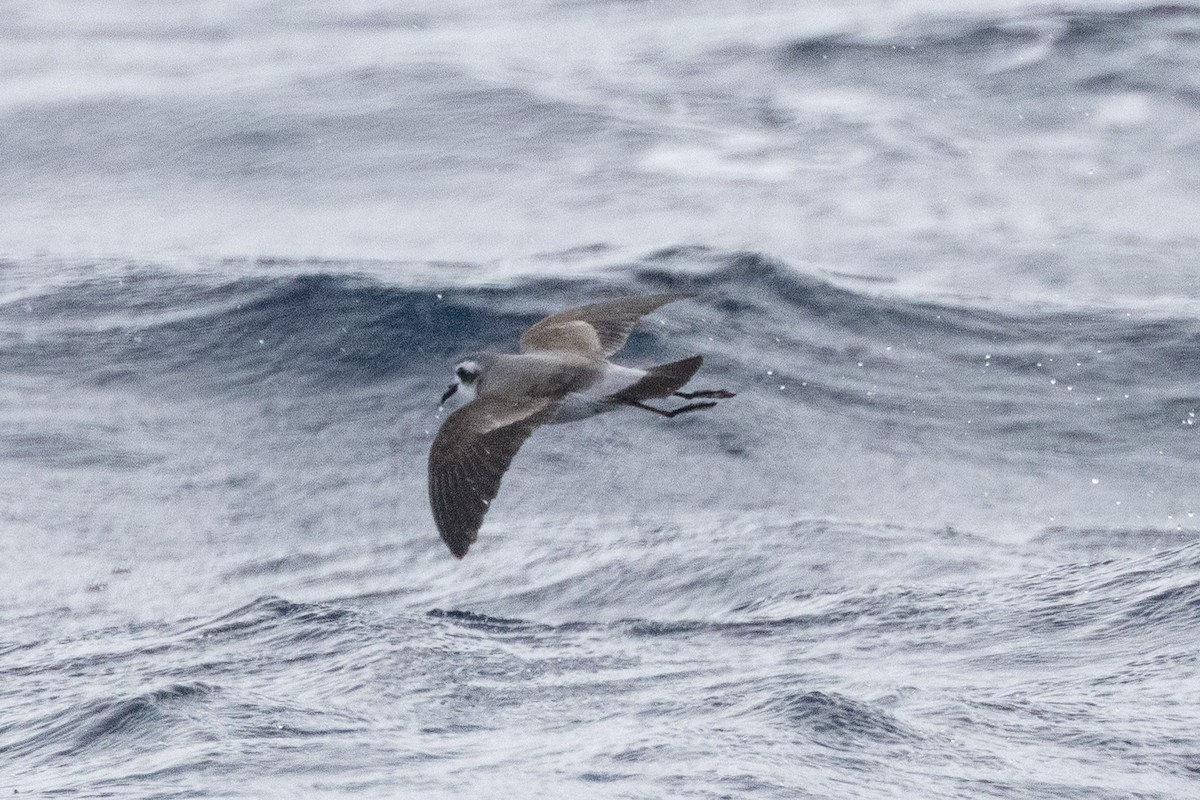 White-faced Storm-Petrel - ML646845738