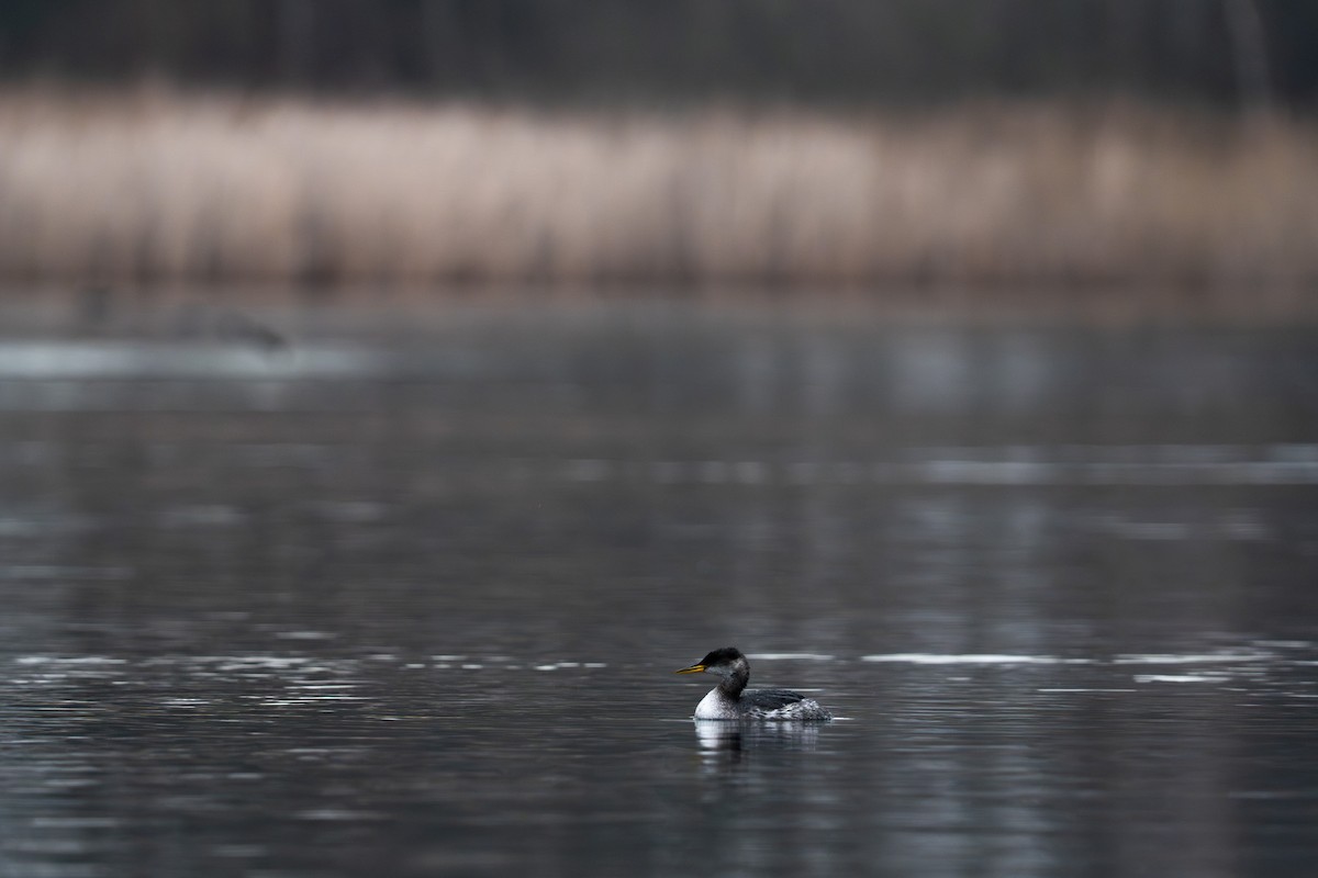 Red-necked Grebe - ML646845739