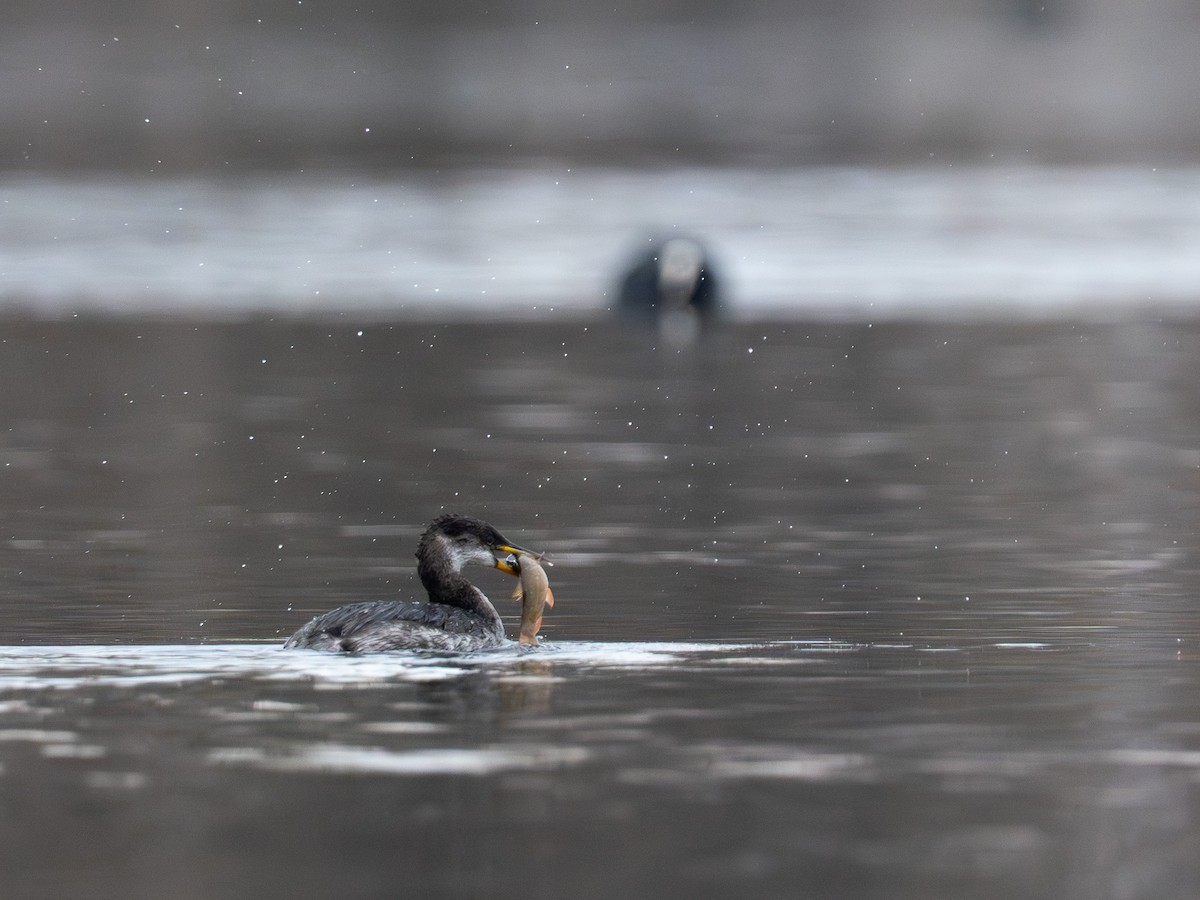 Пірникоза сірощока - ML646845741