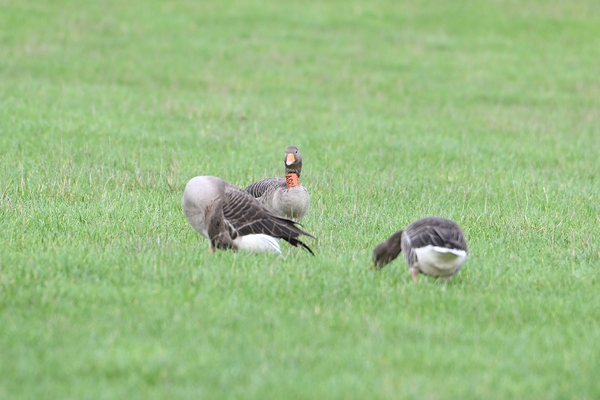 Oie cendrée - ML646845746