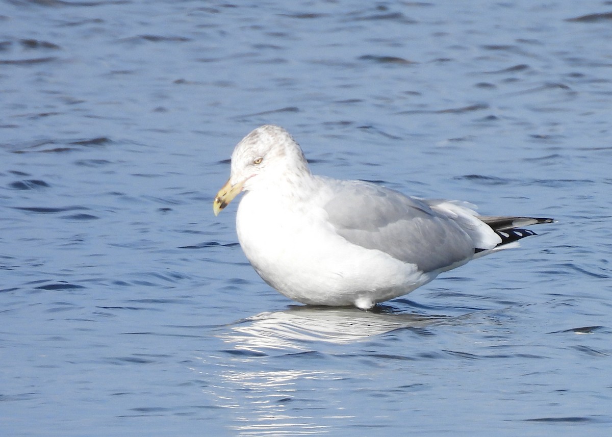 Делавэрская чайка - ML646845747