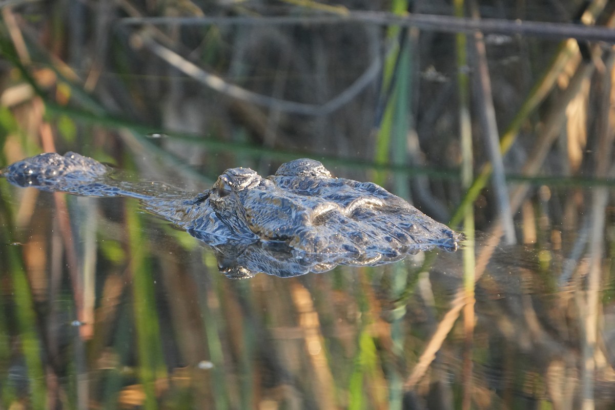 Animals - ML646845749