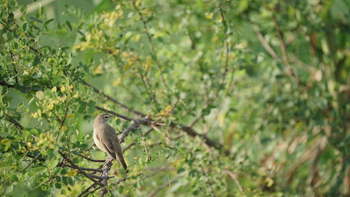 Hypolaïs bottée - ML646845755