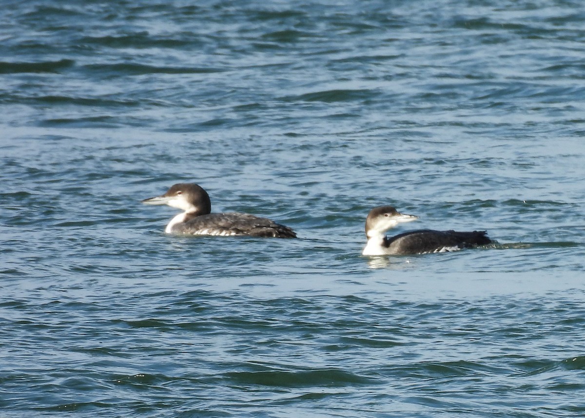 Черноклювая гагара - ML646845756