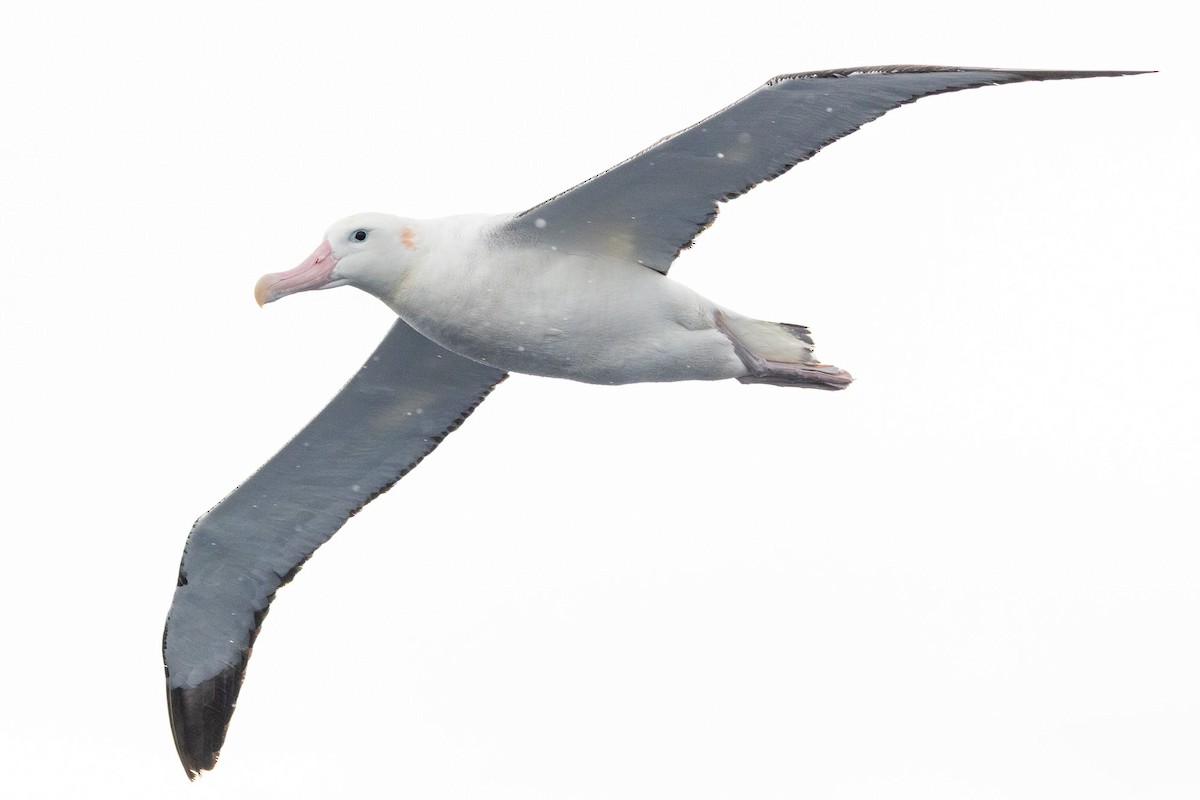 Antipodean Albatross (Gibson's) - ML646845757
